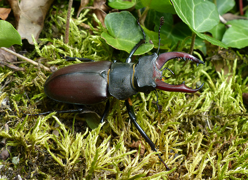 stag beetle