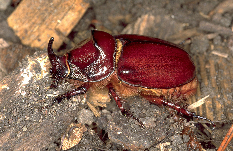 rhinoceros beetle