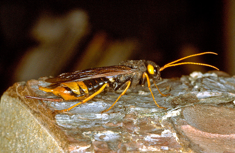 vespa del legno gigante 