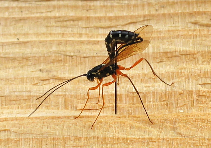 giant Icheumon wasp