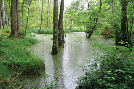 Amphibian conservation in the forest - waldwissen.net