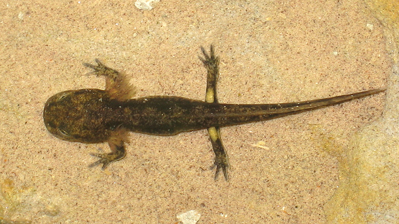 Der Feuersalamander Salamandra Salamandra Waldwissen Net