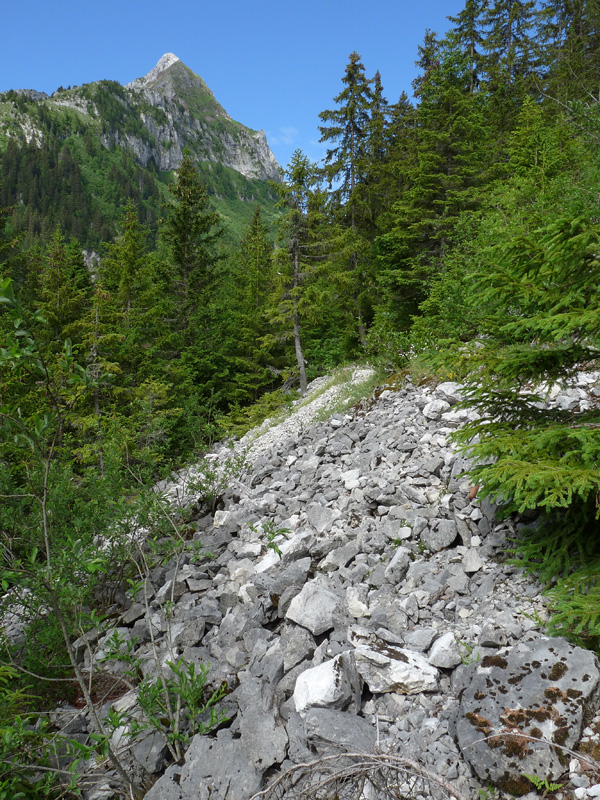 Blockhalde im Bergwald