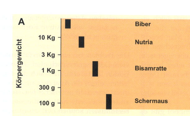 Bezug Ökologische Nischen-Körpergrößen bei Biber, Nutria, Bisam.