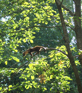 Baummarder im Kronenraum