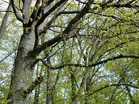 Der Baum- und Steinmarder - Waldwissen - Baumspenden - Stiftung