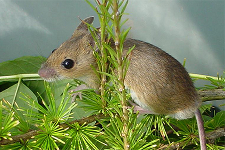 Lutter contre les rongeurs (rats, souris, mulots, campagnols) dans votre  habitat : quelles solutions ?