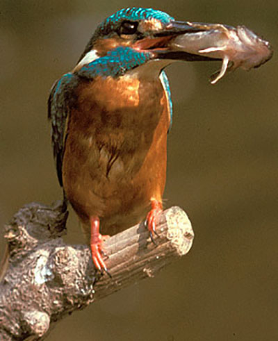 Eisvogel mit Beute