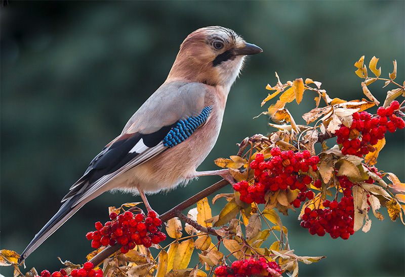 Eichelhäher (Garrulus glandarius)