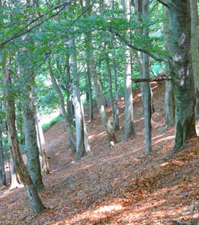 Typisches Waldbild