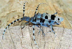 Alpenböcke bei der Paarung