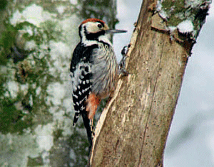 Picchio dorsobianco