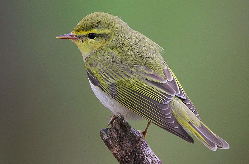 Waldlaubsänger (Phylloscopus sibilatrix)