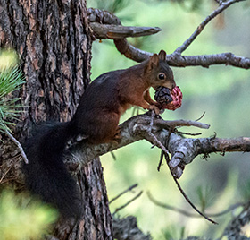 Eichhörnchen