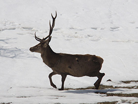 Hirsch im Winter