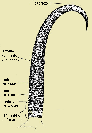 Rappresentazione schematica delle fasi di crescita di un corno 