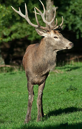 männlicher Rothirsch