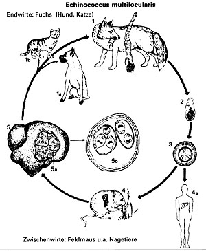 Wirtswechsel des Kleinen Fuchsbandwurms