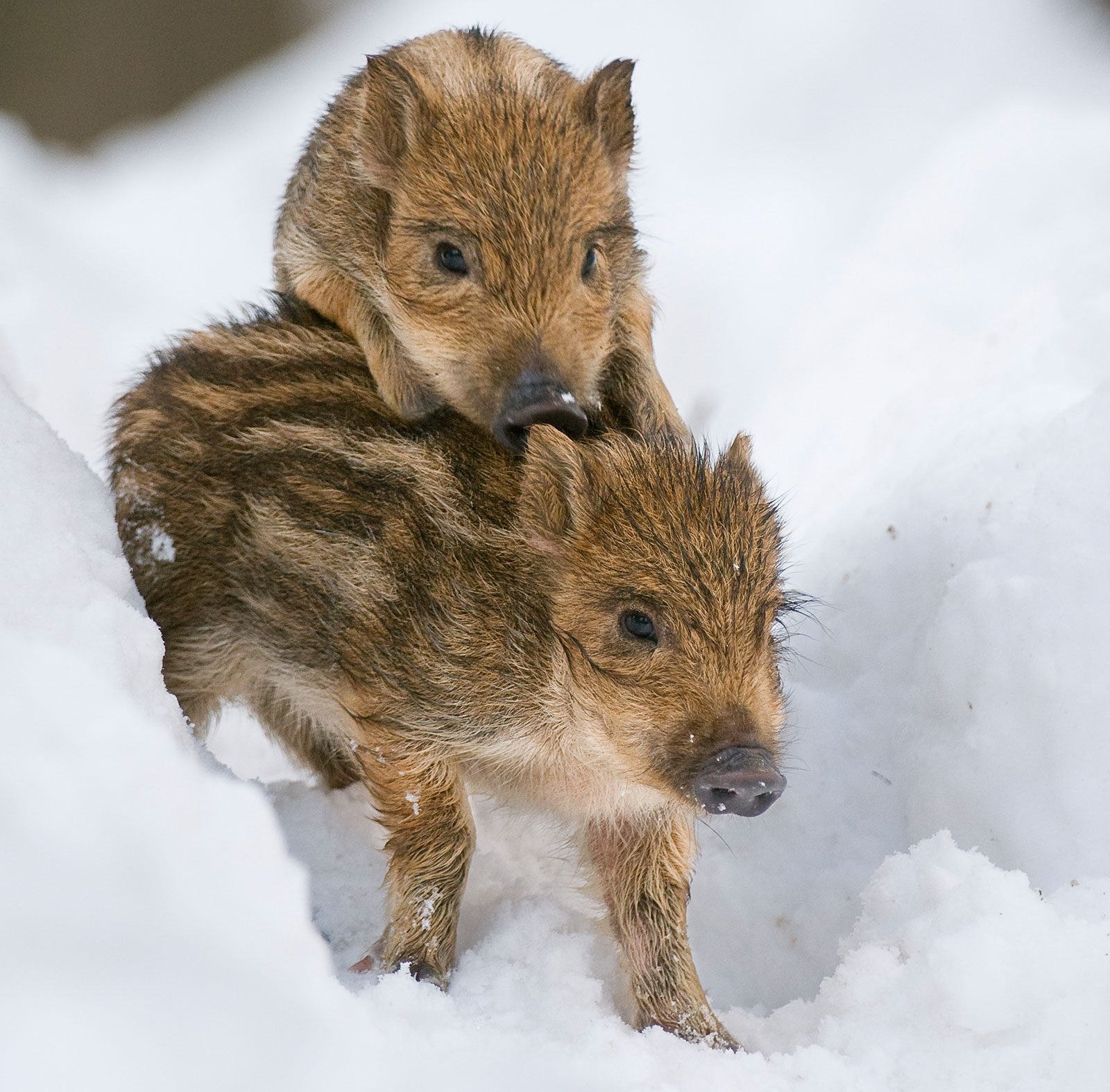 Wildschwein-Frischlinge Wildschwein-Frischlinge