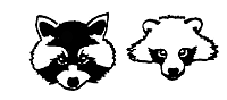 Vergleich Gesichtsmaske Waschbär - Marderhund
