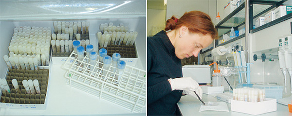 genetische Analysen im Labor