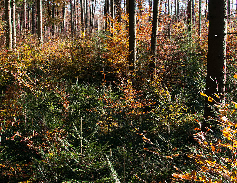 natural regeneration of fir and beech