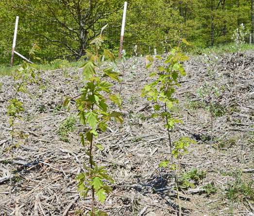 Elsbeeren (Vordergrund) und Mehlbeeren (Hintergrund) auf der Versuchsfläche bei Kesten im ersten Jahr nach der Pflanzung