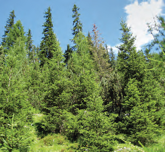 strutture forestali