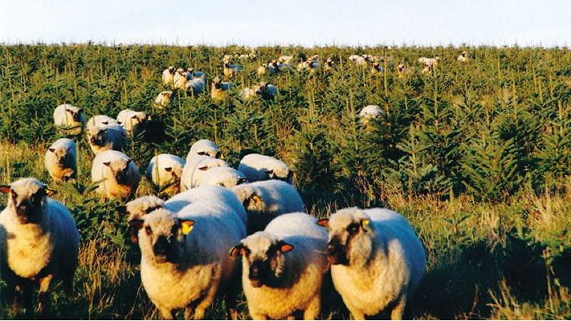 Shropshire-Schafe schützen die Kulturen