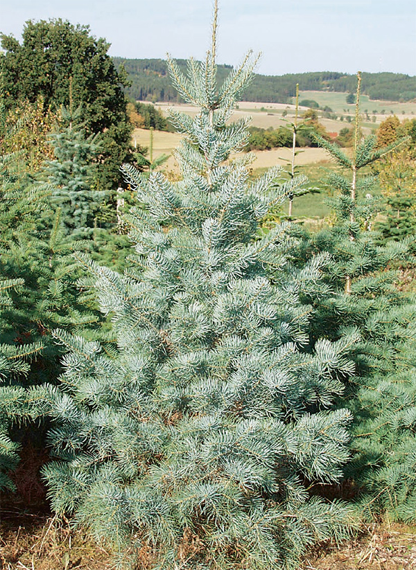 Abies concolor glauca (Coloradotanne)