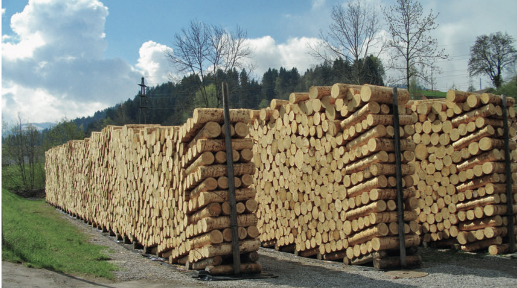 Lagerplatz zum Vortrocknen des Holzwolle-Rohholzes