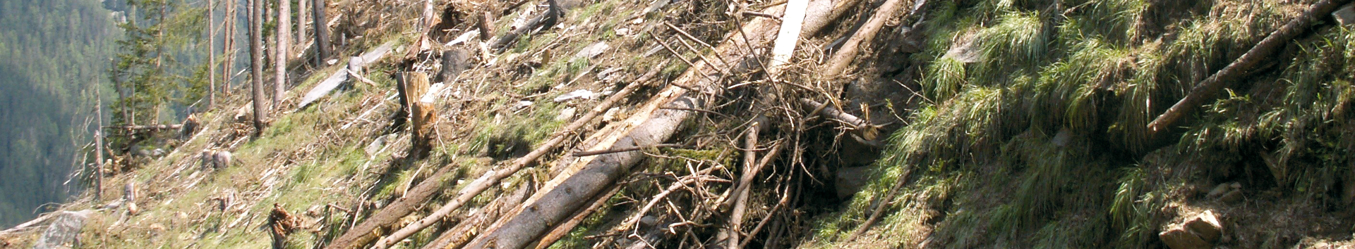 Windwurffläche mit liegenden Bäumen