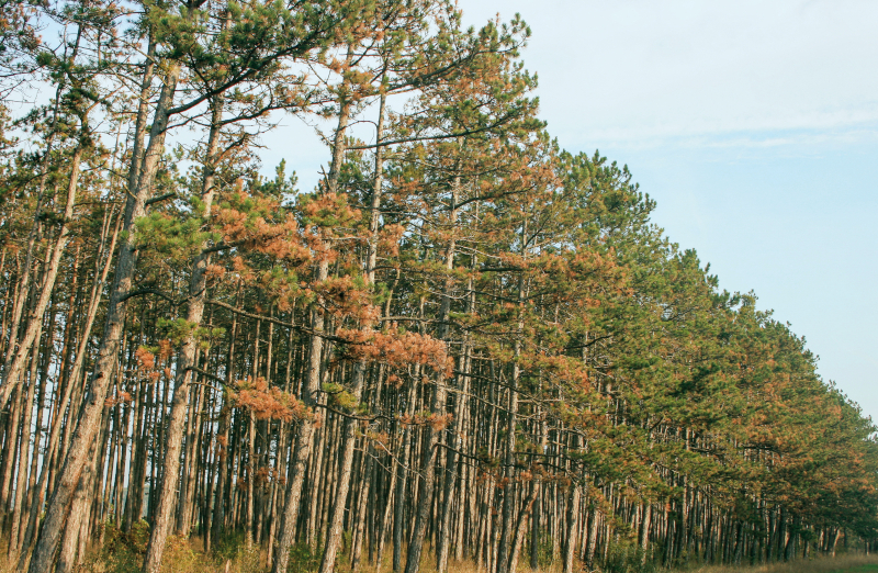 Seitenansicht eines Kiefernwaldes mit braun verfärbten Kiefern