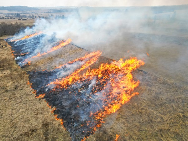 Feuer bedeckt eine Wiese