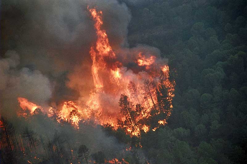 Verheerende Waldbrände im Mittelmeerraum haben in den letzten Jahrzehnten hauptsächlich aufgrund von  veränderten Waldstrukturen zugenommen.