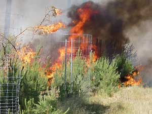 Waldbrand in einer Kiefernkultur