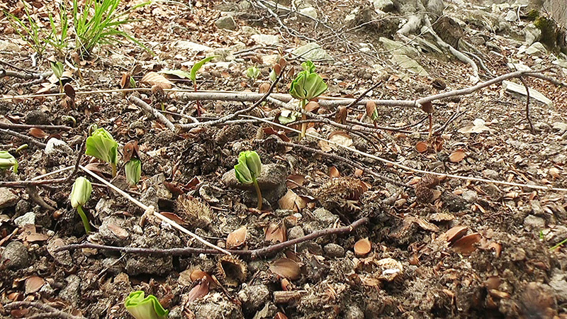 graines de hêtres en phase de germination sur un sol forestier venant d’être ravagé par les feux. Photo: Davide Ascoli