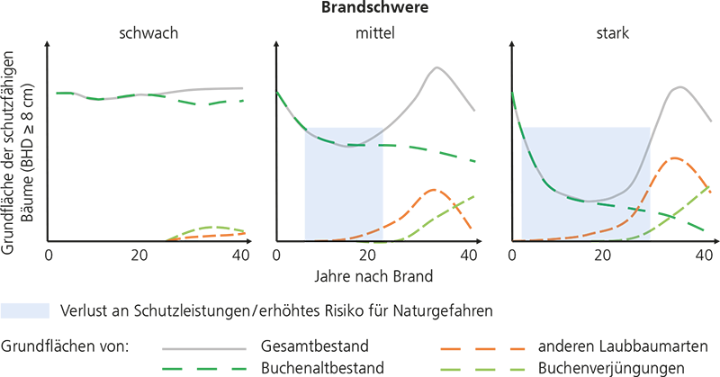 Schutzwirkung nach Waldbrand