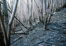 Aschenbildung nach Waldbrand