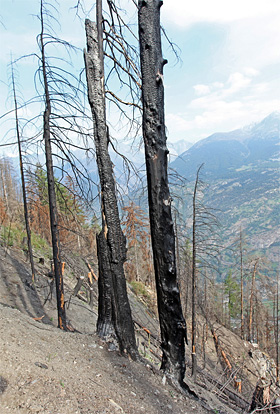 Waldbrandfläche oberhalb Visp VS