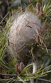 Nest des Kiefern-Prozessionsspinners