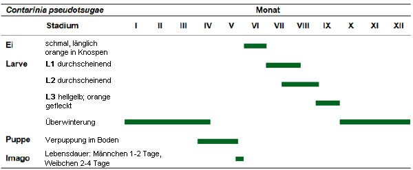 Entwicklungsstadien der Douglasien-Gallmücken im Jahresverlauf am Beispiel von C. pseudotsugae.