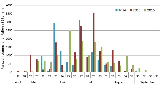 Schwärmverlauf der Käfersaison im Pufferstreifen des Nationalparks Schwarzwald für die Jahre 2014, 2015 und 2016.