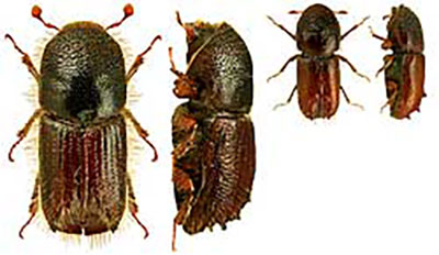 spruce bark beetle (left) and the six-toothed spruce bark beetle (right)