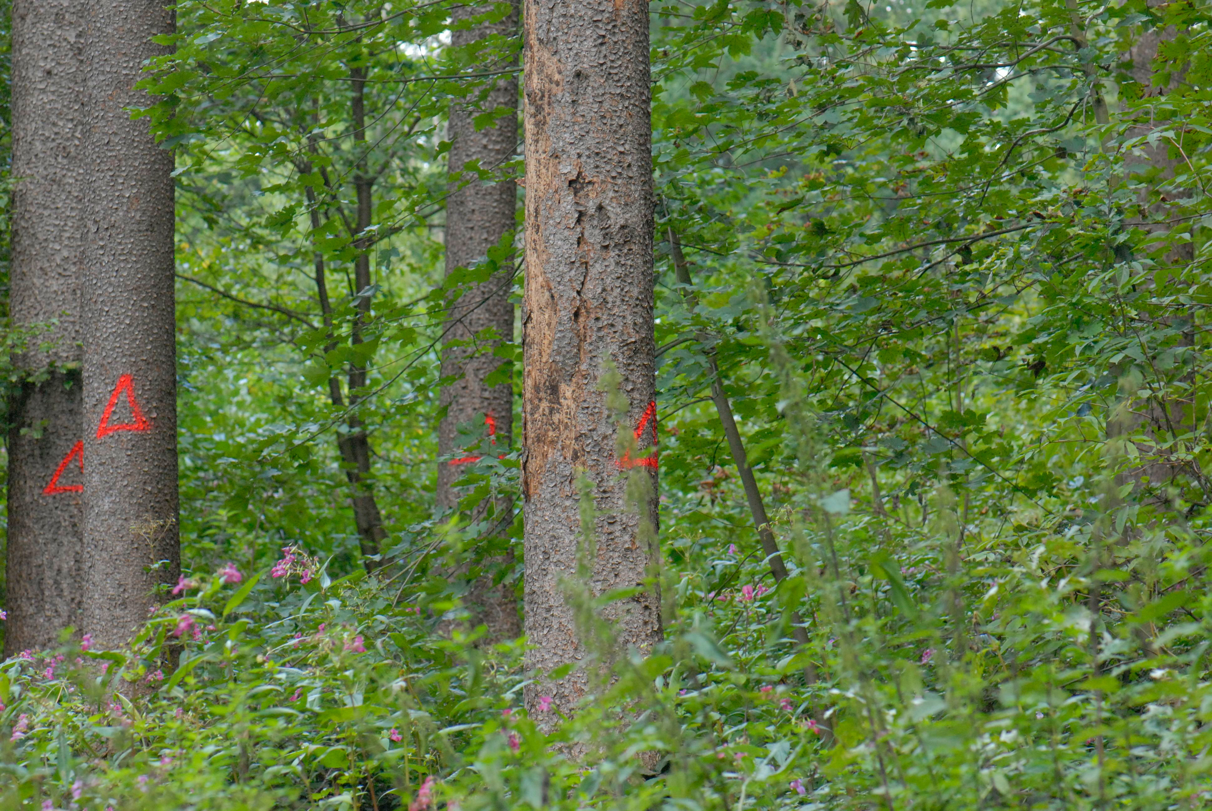 Abfallende Rind bei einer vom Buchdrucker befallenen Fichte; befallene Bäume im Umfeld sind markiert