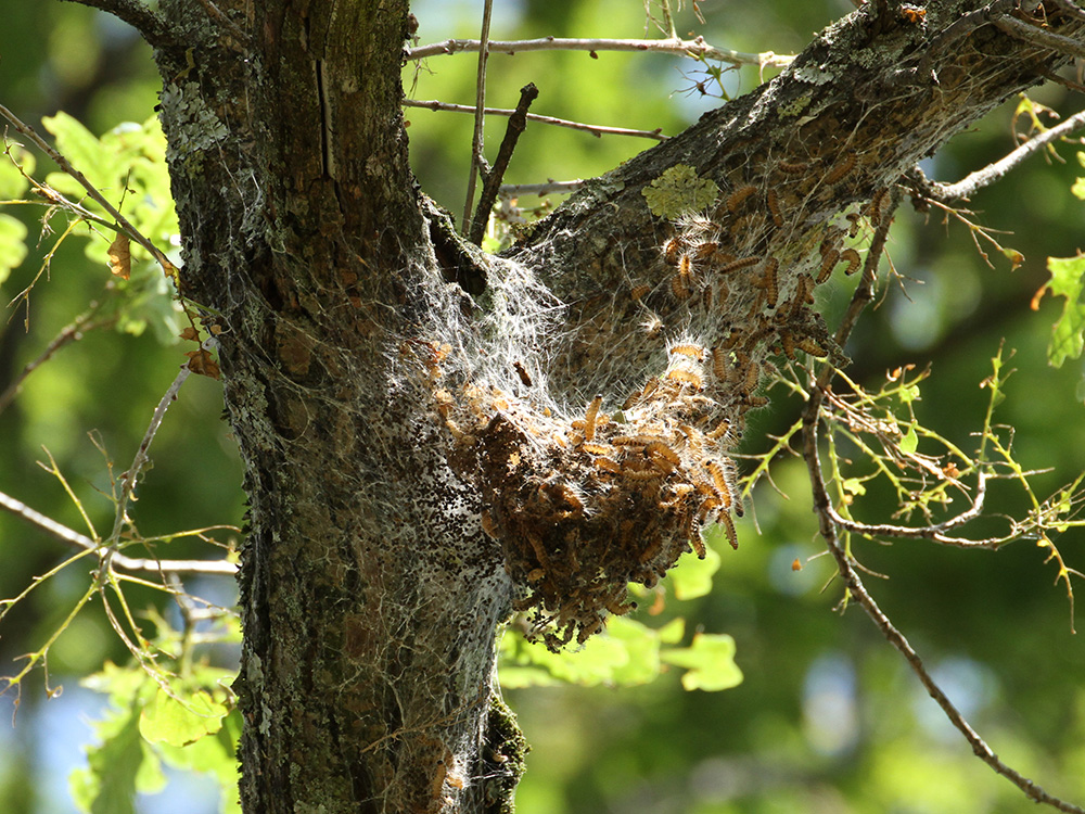densely spun silken nest on trunk
