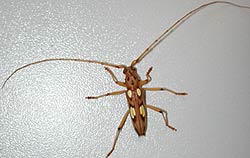 Abbildung 2: Männlicher (a) Bockkäfer Eburodacrys elegantula