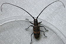 Monochamus galloprovincialis pistor