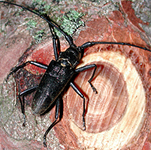 Monochamus sartor