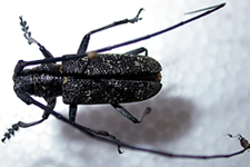 Monochamus sutor